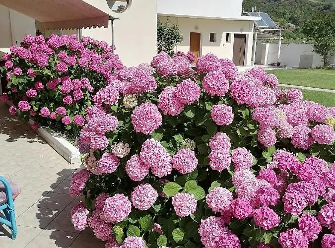 Palatino Apartamento *